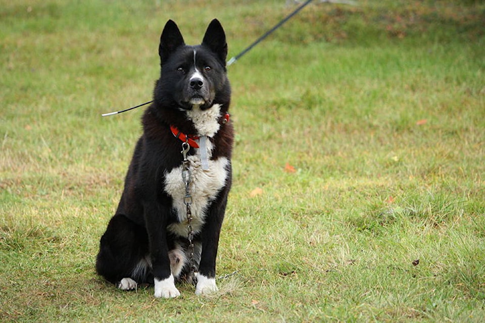 16567258_web1_800px-Karjalankarhukoira_Karelian_Bear_Dog_looking_at_camera