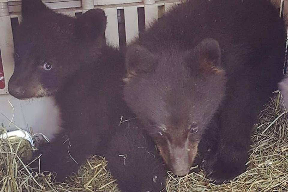 17420964_web1_190626-RTR-rescued-bear-cubs_1