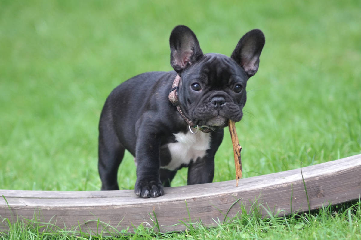 Free bulldog best sale puppies near me