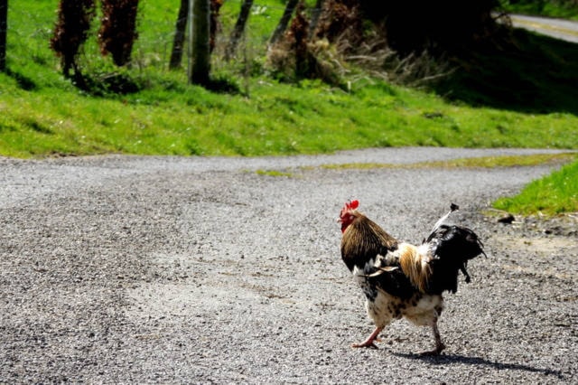 20862987_web1_200309-BPD-BCSPCA-abandoning-chickens-chickenroad_1