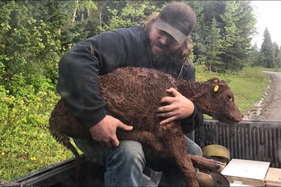 Brad Bednarz holds an injured calf he and his dad Wyatt rescued from a bear attack north of Williams Lake. (Gail Bednarz photo)