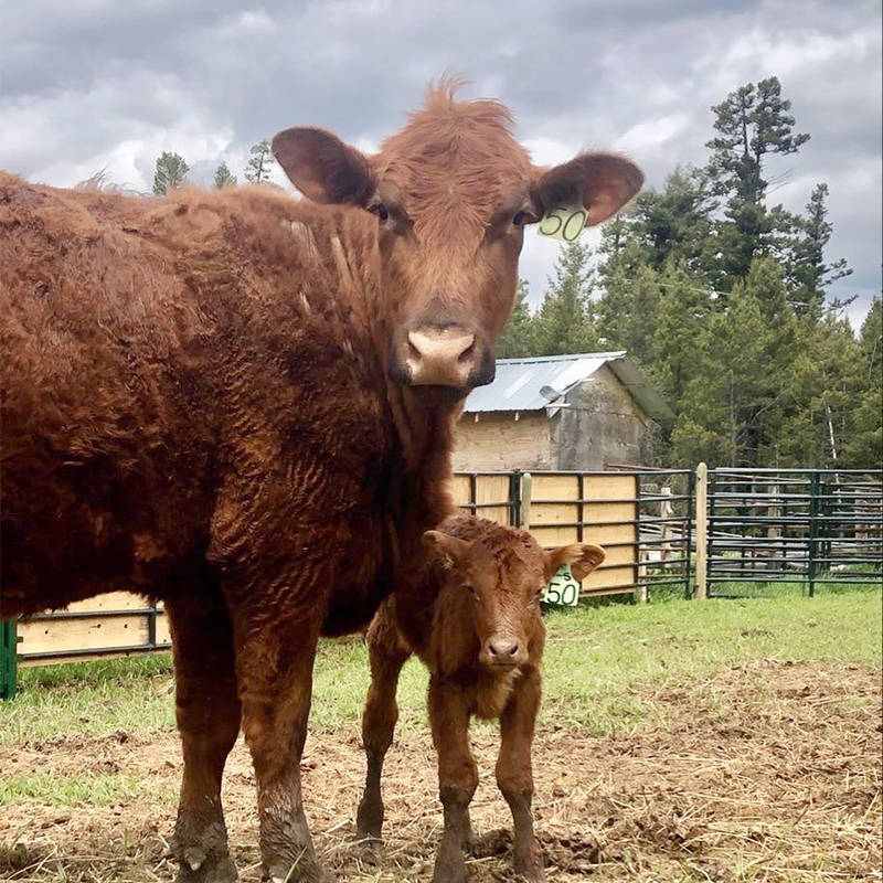 A baby calf with his mom is lucky to be alive after some fast acting men rescued it from a bear attack on Friday, June 5 just north of Williams Lake. (Submitted photo)