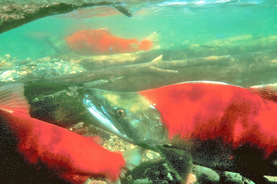 21857900_web1_sockeye-FOC-photo