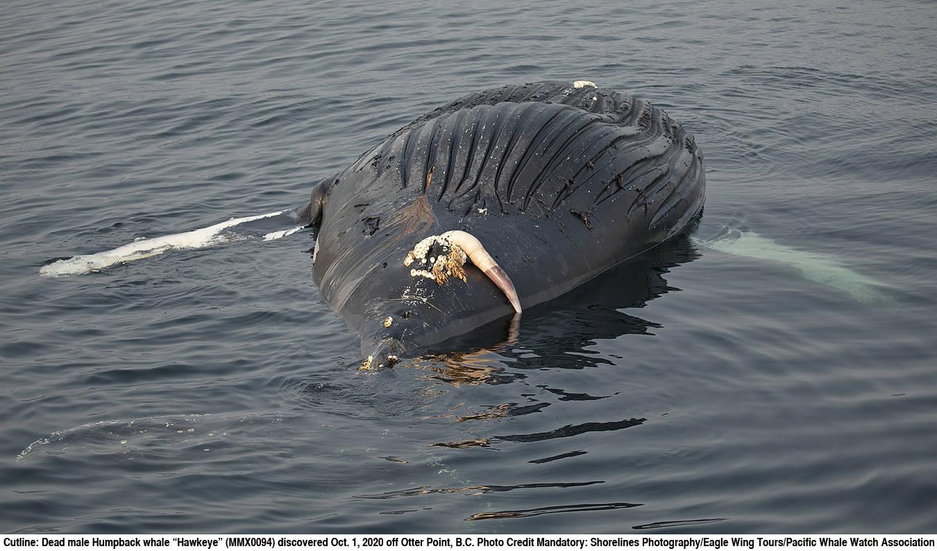 22905705_web1_201005-GNG-DeadHumpbacks-Whales_2