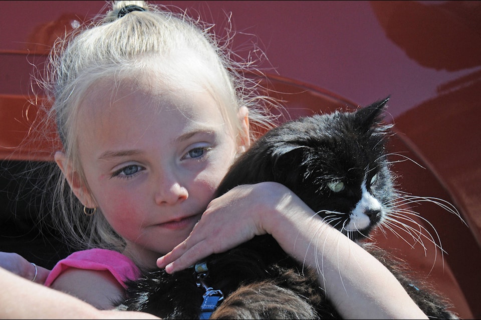 Aria Pendak Jefferson cuddles ChiChi, the family cat that ran away two years ago in Ucluelet. The feline was missing until Courtney Johnson and Barry Edge discovered her in the parking lot of the Canadian Princess earlier this month. Aria and her parents were reunited with ChiChi in a parking lot in Port Alberni. (SUSAN QUINN/ Alberni Valley News)