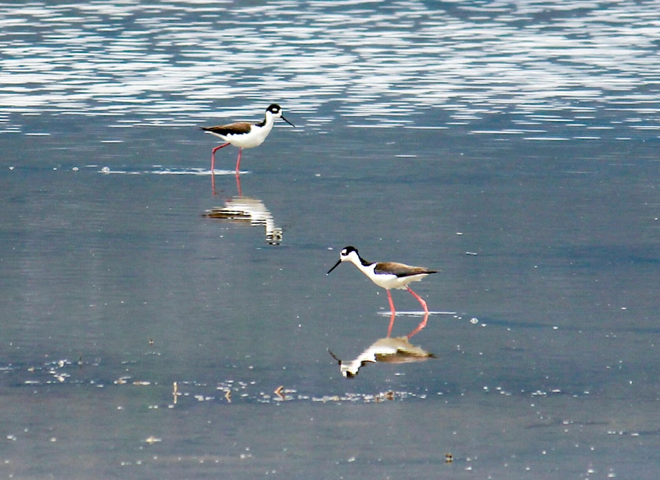 28861628_web1_220421-CVA-bird-festival-black-necked-stilts_1