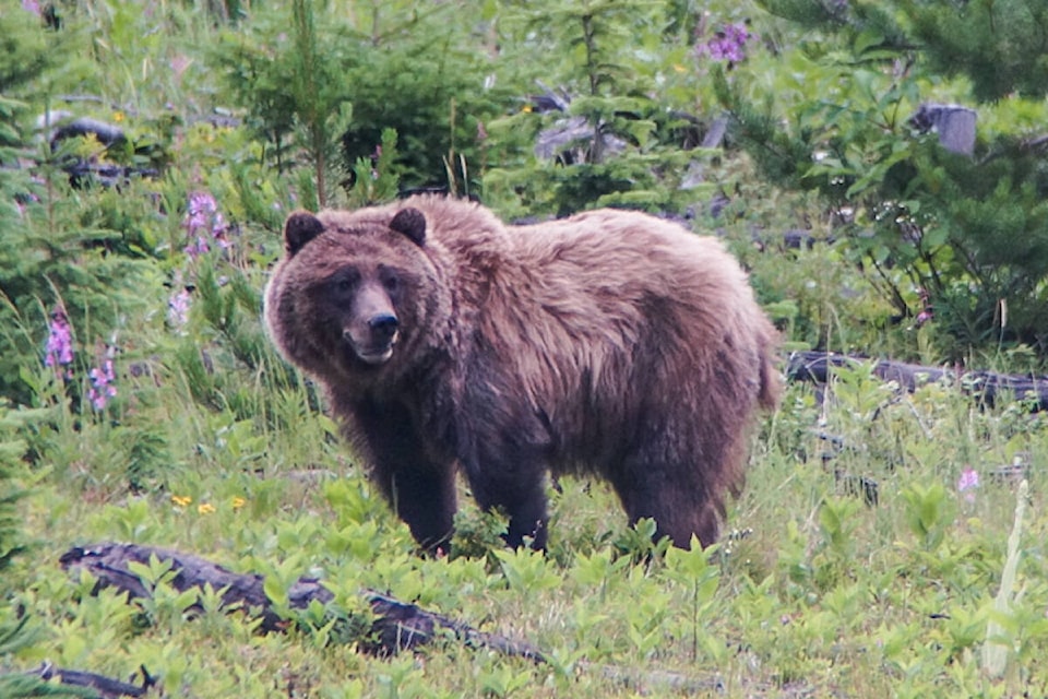 A grizzly bear in a meadow at Upper Fording River near Elkford in 2018. (Clayton Lamb / University of British Columbia)