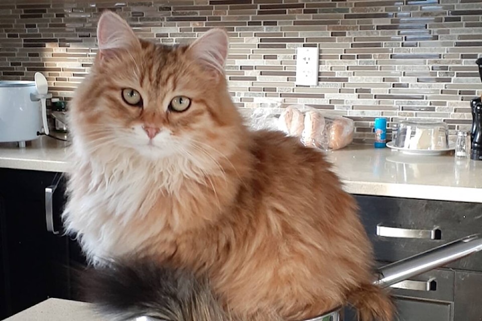 A cat named Jingo from the Annex in Fernie has been missing since July 10, and the family is offering a $500 reward for anyone who helps locate him. (Courtesy of Claire Hirst)