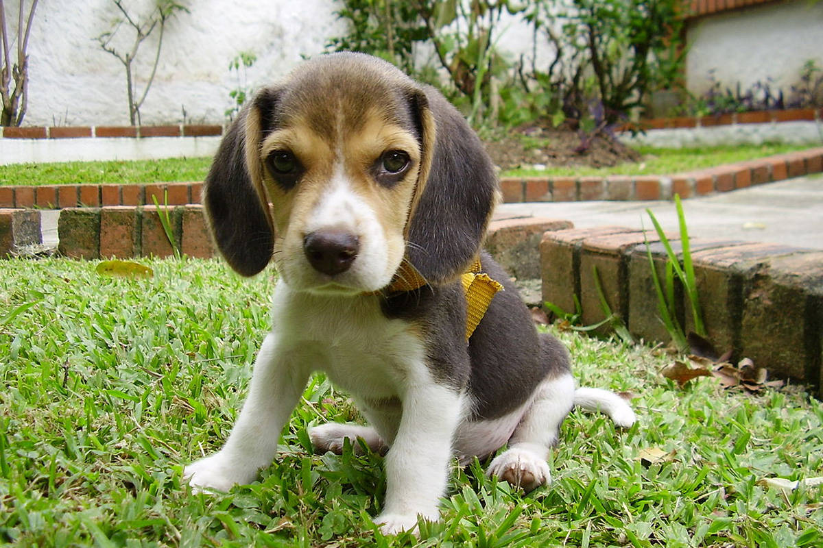 Golden sales beagle puppy