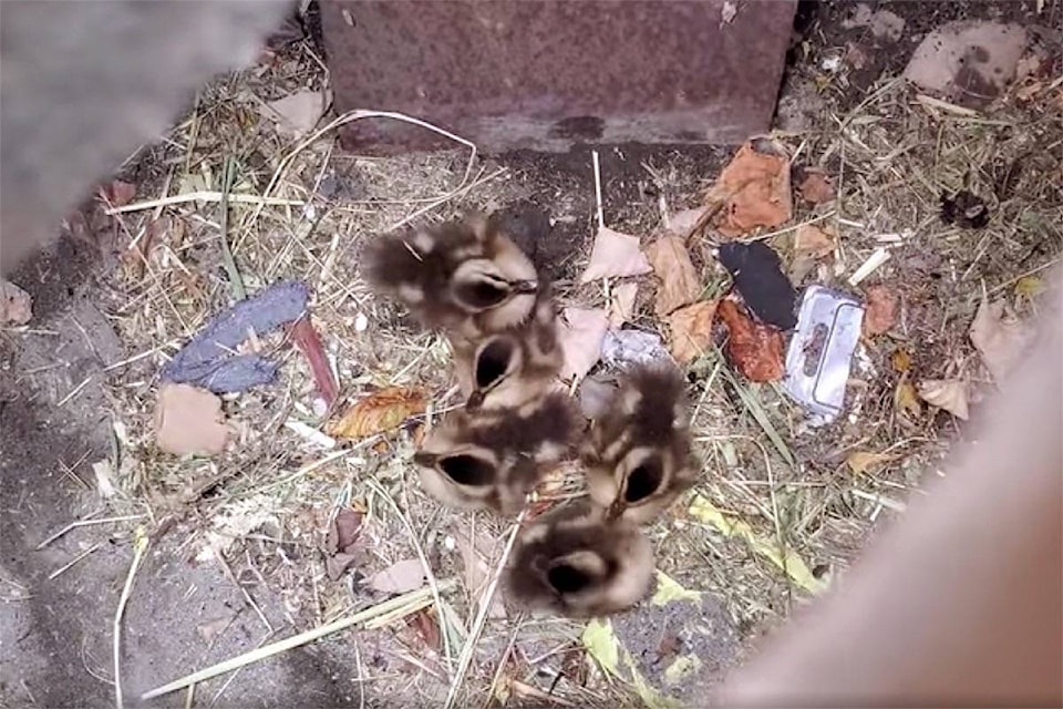 25782272_web1_210709-NDR-M-Delta-ducklings-rescued-from-storm-drain-City-of-Delta-screen-shot