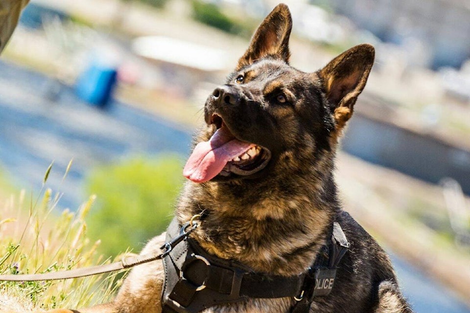 26826189_web1_211021-KCN-Police-Dog-Decision-_1