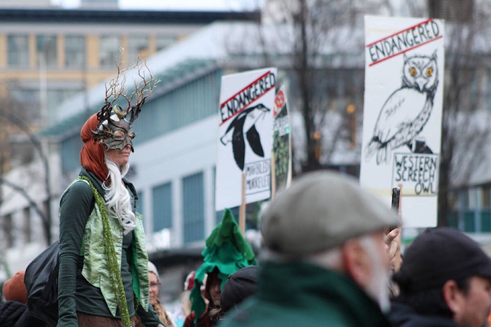 Old-growth forest supporters marched through Victoria on Nov. 24 as they called for all logging of the ancient trees to end. (Jake Romphf/News Staff)