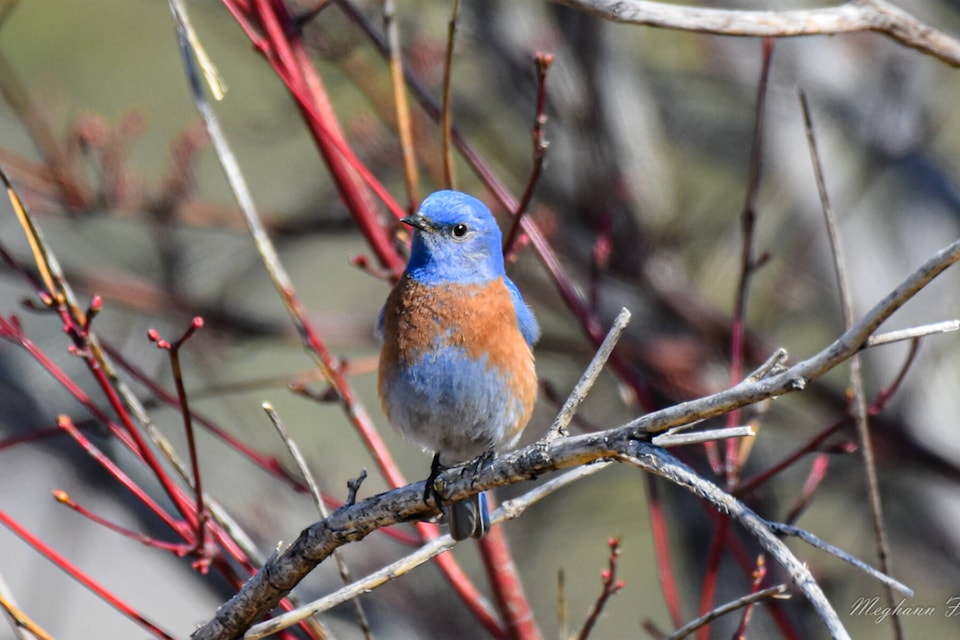 The Western bluebird is back for spring. (Meghann Fletcher)