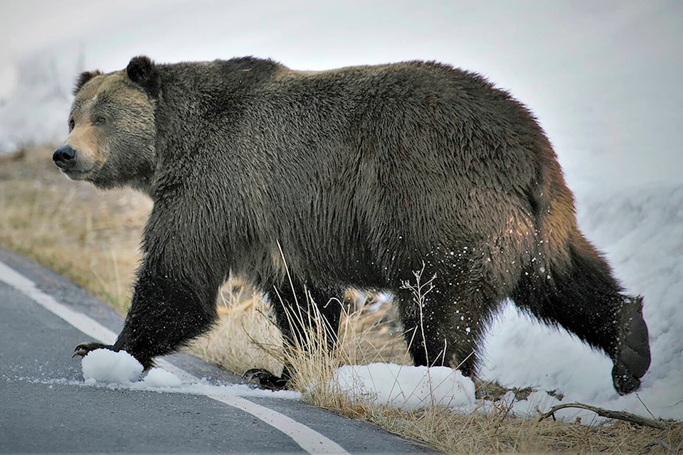 29599265_web1_TSR-Grizzly-EDH-211207