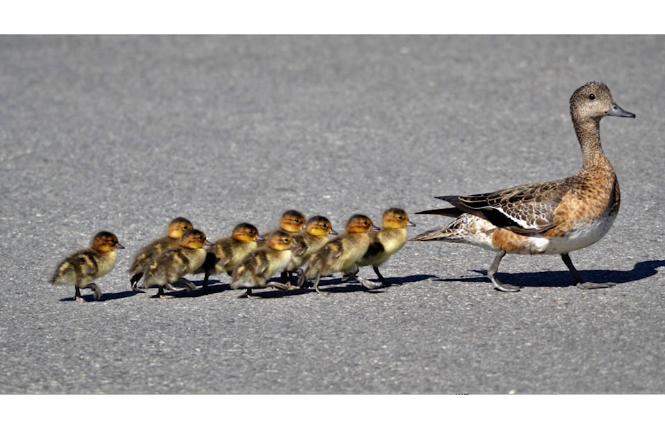 Shuswap nature photographer Ron Banville pays close attention to the birds that nest in Salmon Arm’s bird sanctuary, and has captured numerous images of ducklings, goslings, grebettes and other newborn birds. (Ron Banville photo)