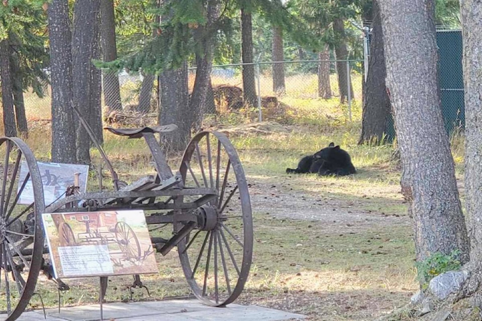 33871829_web1_230914-GOS-Bear-museum-K_1