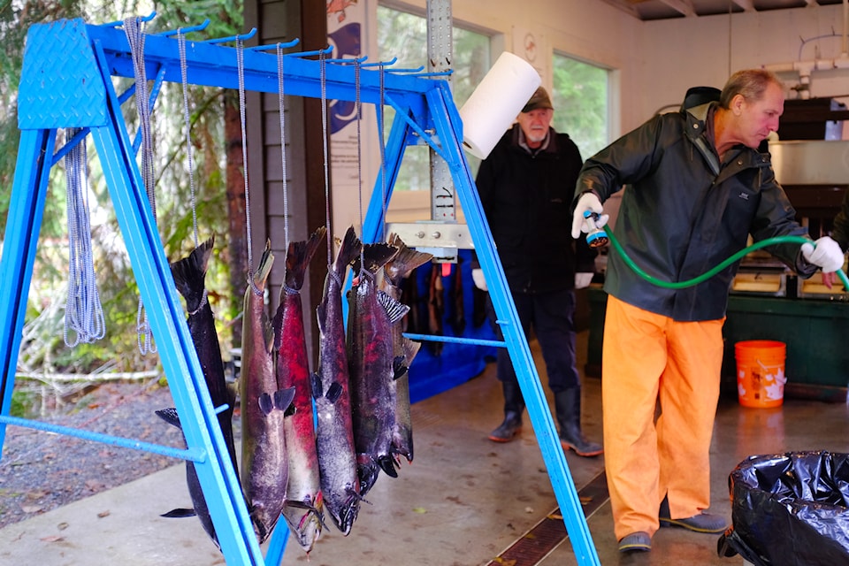 Several female salmon are euthanized before Goldstream Hatchery volunteers collect their eggs during this year's salmon spawning season. 