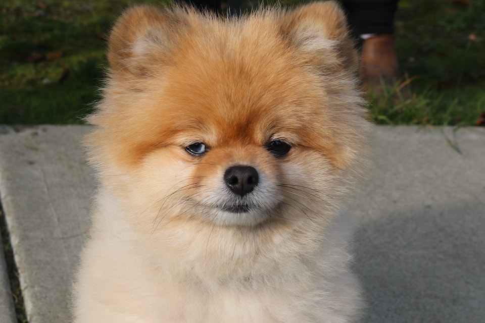 Canines of all shapes and sizes attended the grand opening of a new off-leash dog park alongside Walmart.