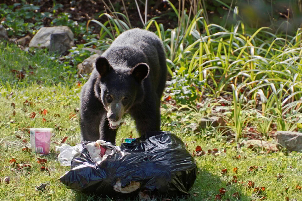bear