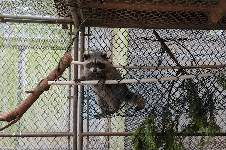 The BC SPCA㽶Ƶֱs Wild ARC is collaborating with a Royal Roads University Master㽶Ƶֱs student on a post-release monitoring study of orphaned raccoons that were in care over the summer. 