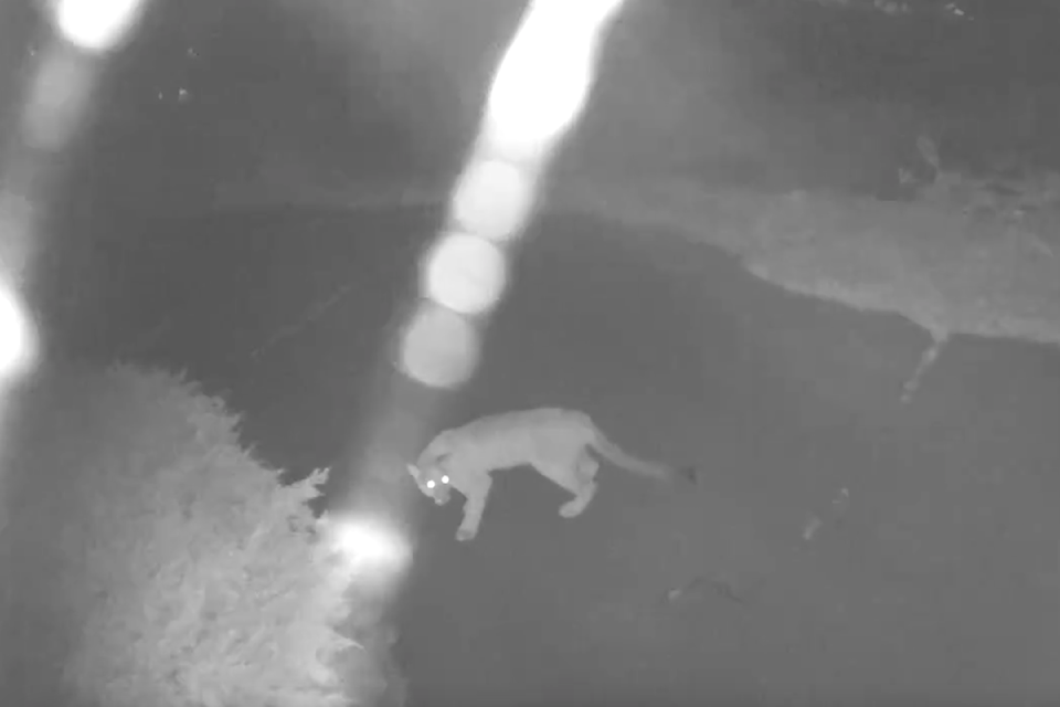 241002colwood-cougar-wildlife