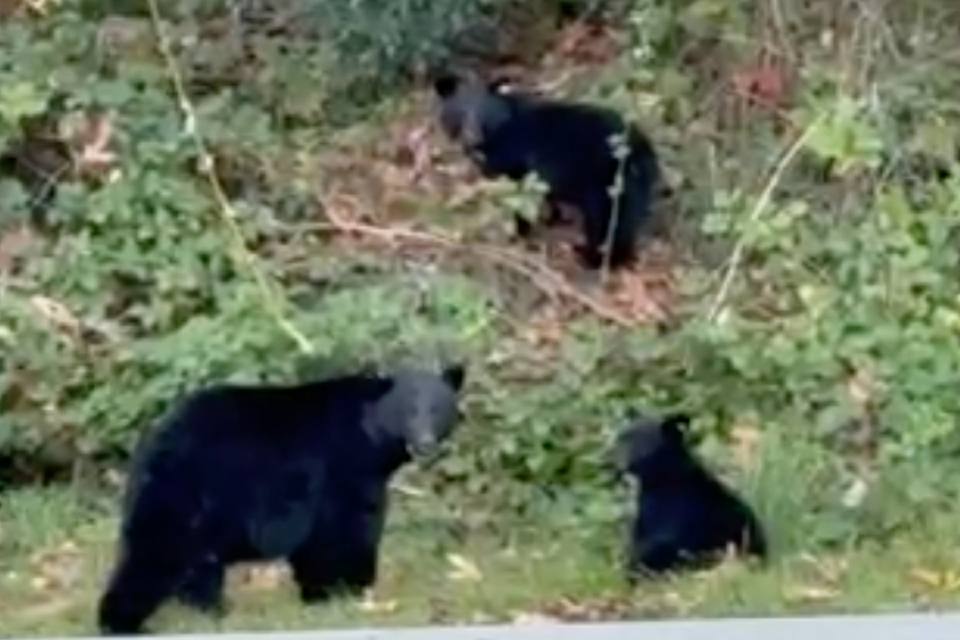 Victoria suburb resident Tobi Hall snapped the mother and her three cubs.