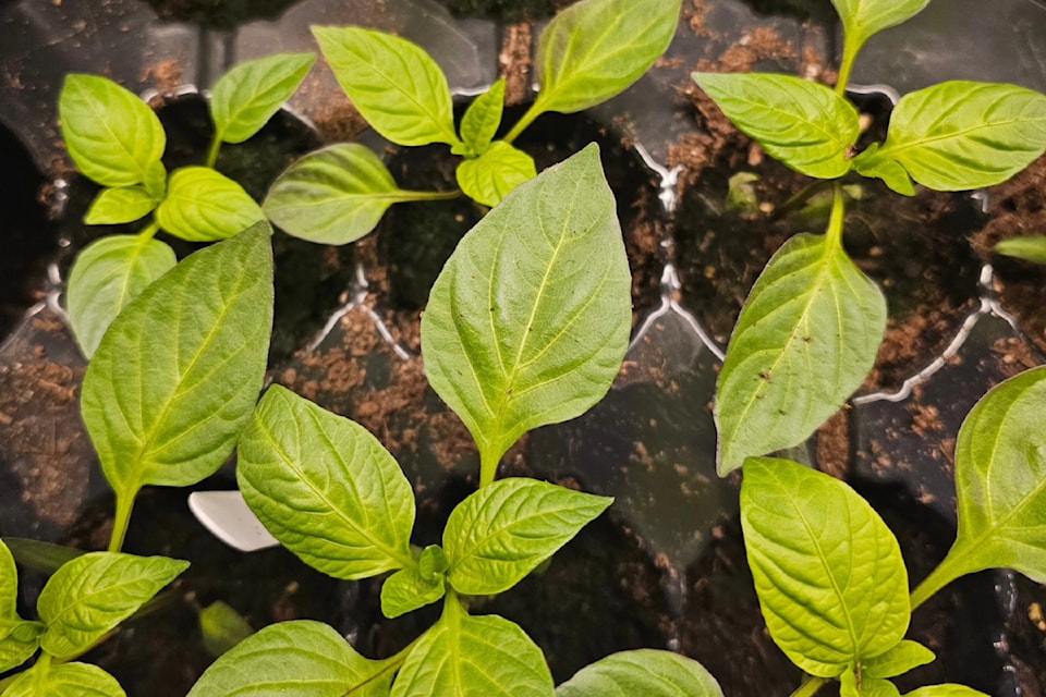 Island Chef Pepper Co. hopes to keep growing local, seeking to source Island farmers.