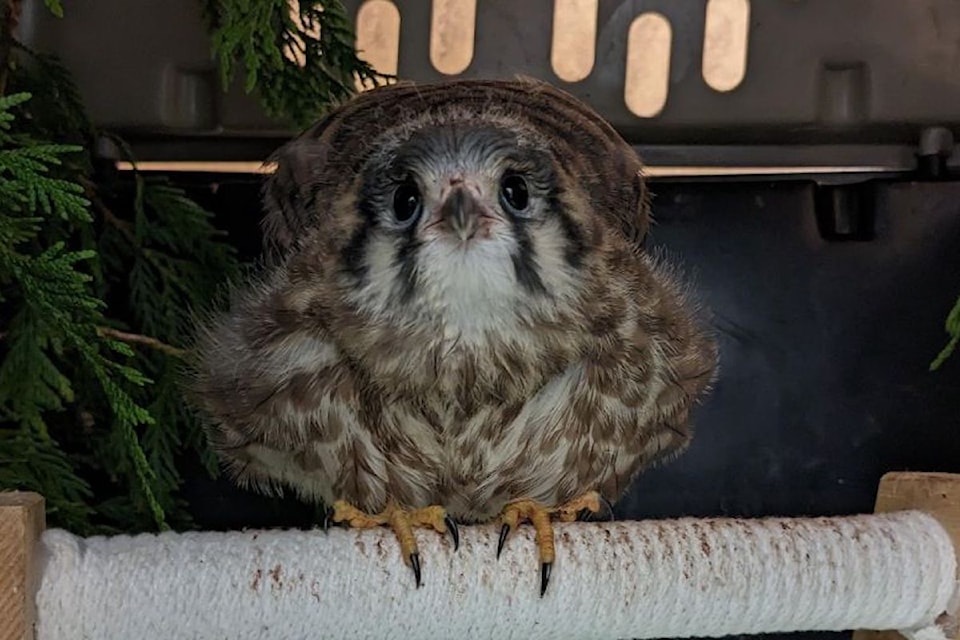 250122american-kestrel-in-care-wild-arc-24-0753