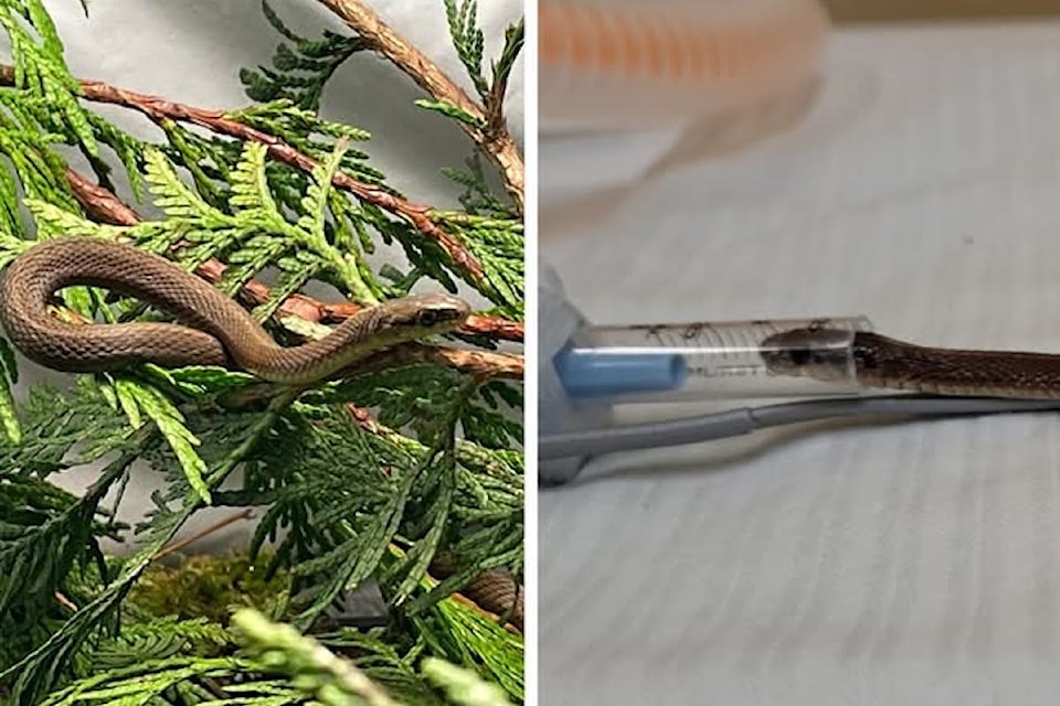 Metchosin animal rehab centre Wild ARC is raising money to support the recovery of an injured garter snake.