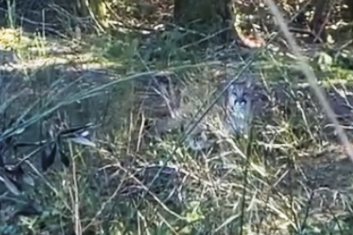 VIDEO: Cougars show caution as 2 cubs caught on camera in Highlands