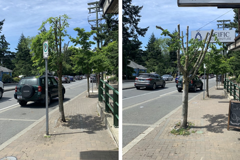 250717vandaltrees