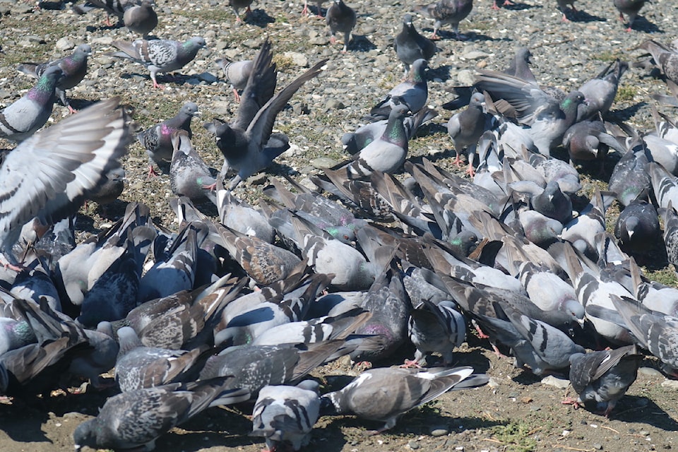 250722esquimaltbirds
