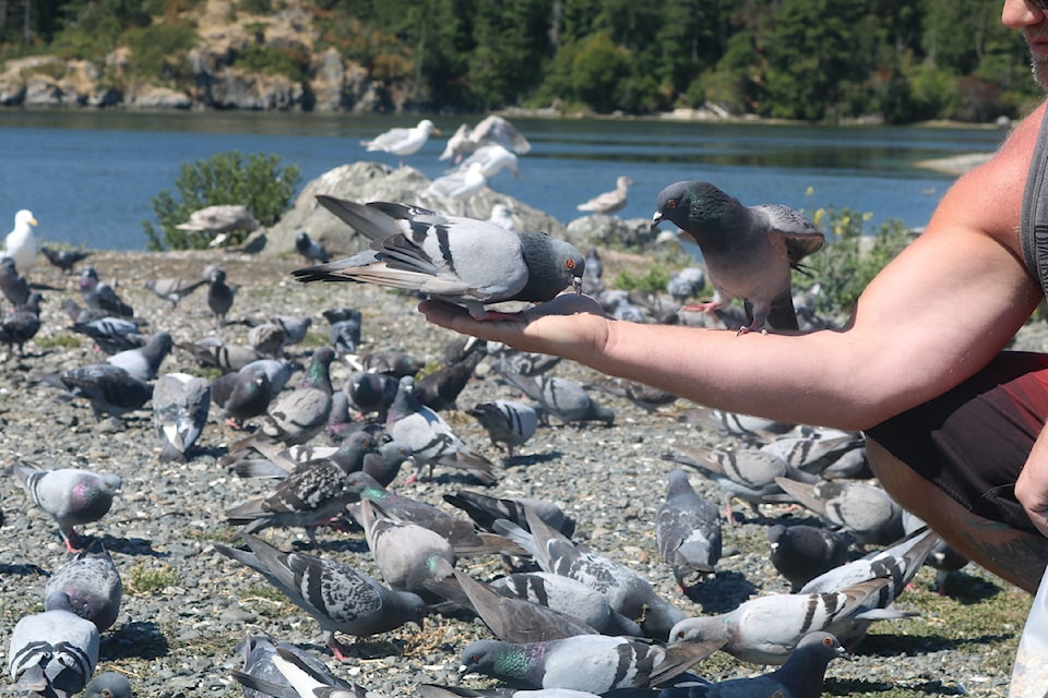 An Esquimalt Lagoon visitor hand feeds pigeons.