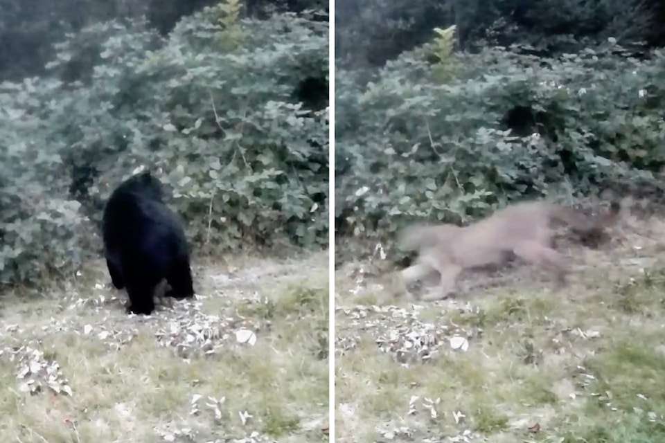 250602cougar-bear-2001