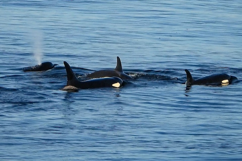 Southern resident orcas