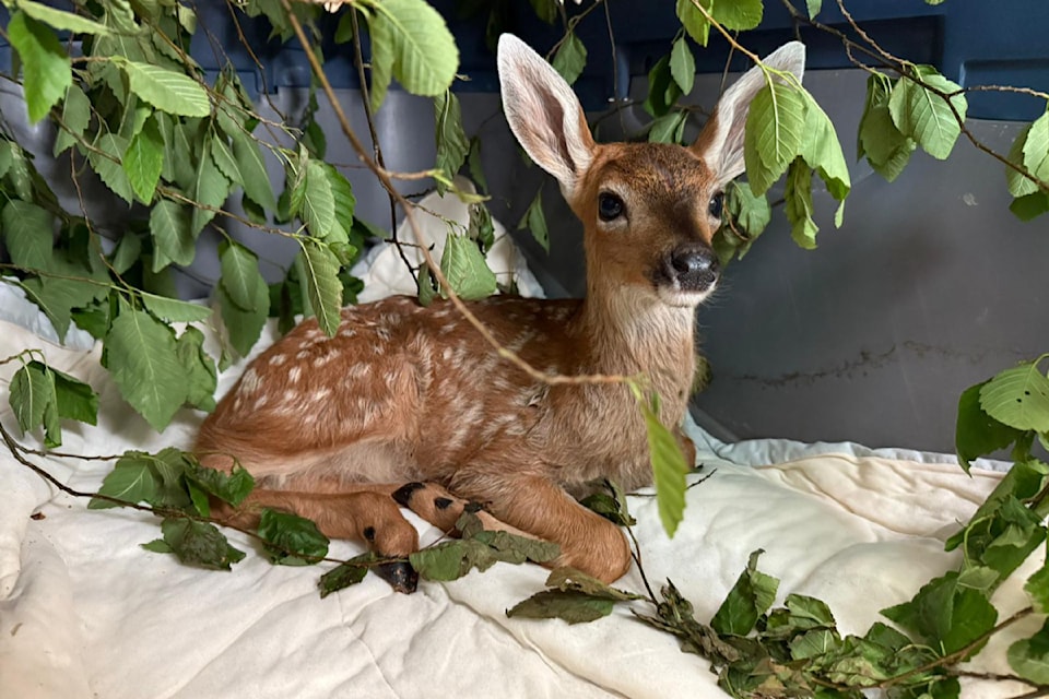 A fawn is reunited with its mother after rehabilitation at the BC SPCA wildlife site in Metchosin.