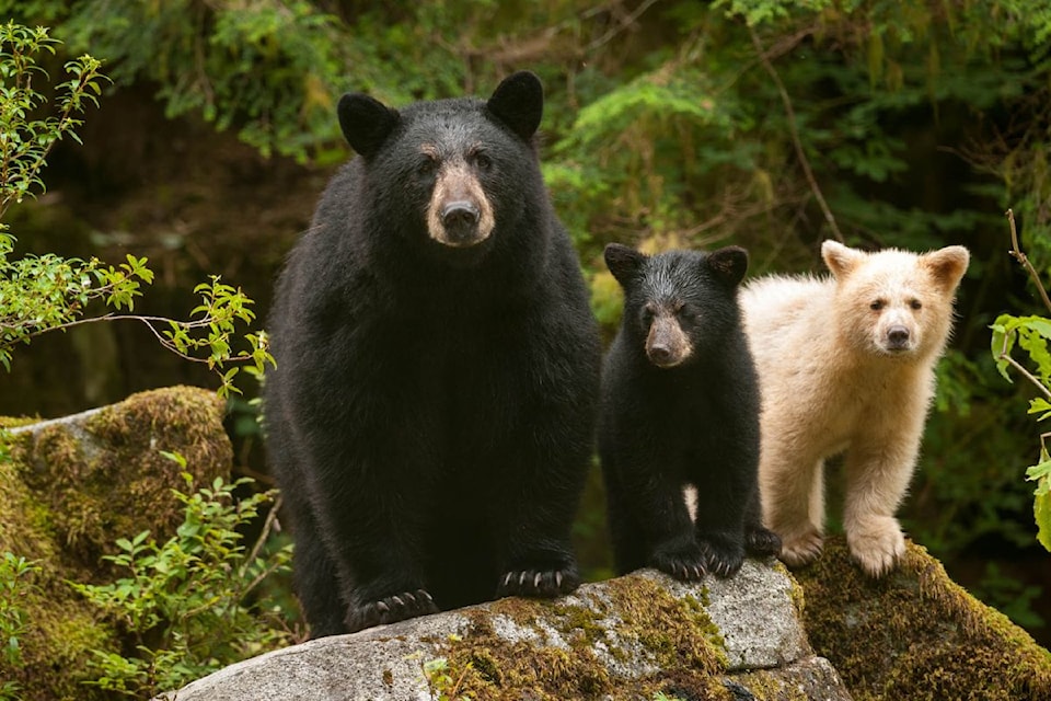 A still from feature film Great Bear Rainforest, directed by Ian McAllister and screened at select IMAX theatres.