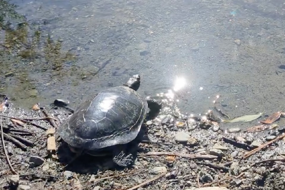 A painted turtle taken to the Metchosin-based BC SPCA Wild Animal Rehabilitation Centre is released to the wild.