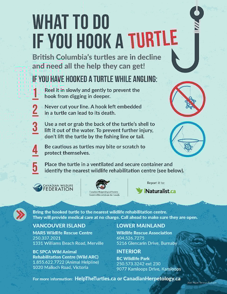 what-to-do-if-you-hook-a-turtle-infographic