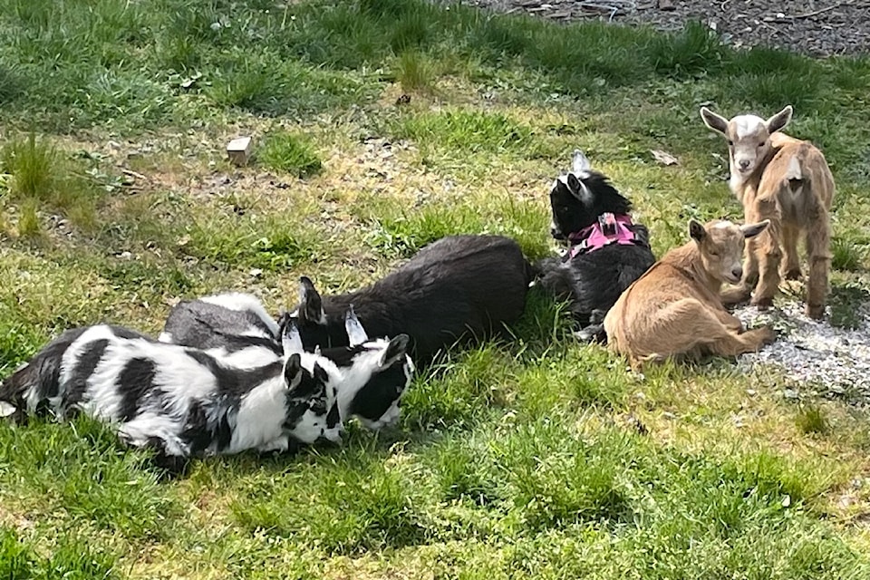 Hounaida Bellasfar's 11 goats went missing after she attempted to scare off a black bear on her property.