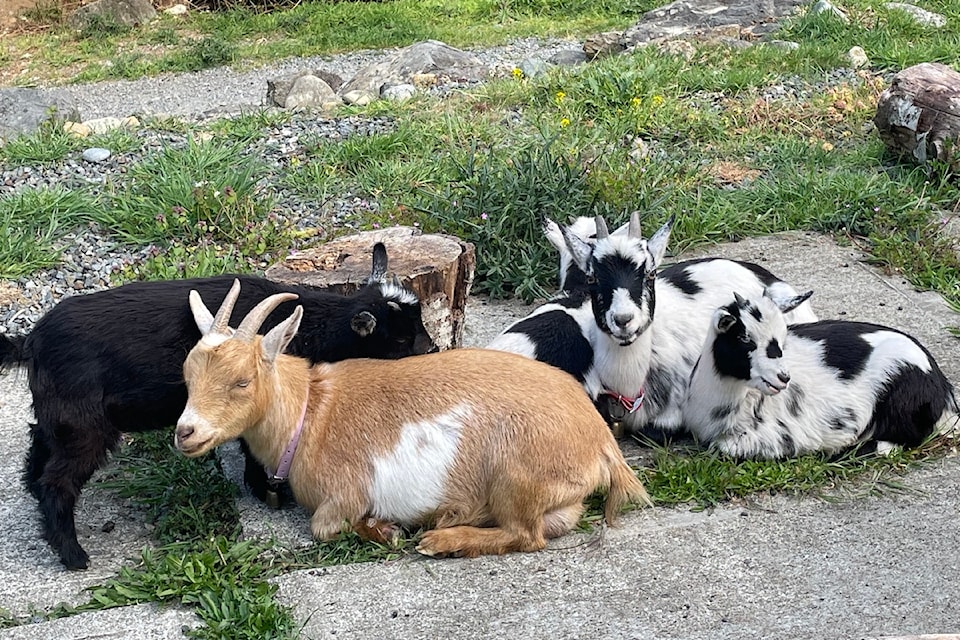 Hounaida Bellasfar's tribe of goats take a well earned break after 24 hours on the lam in Metchosin.