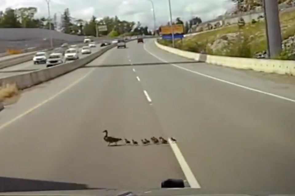 250521westshorercmpduck