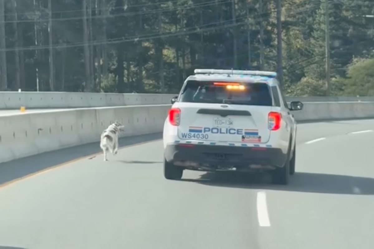 VIDEO: Mounties 'paw-sue' runaway dog on B.C. highway