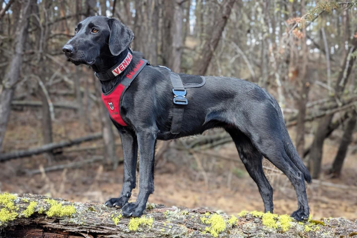 Return of the dog: Island SAR team's latest member has a nose for the job