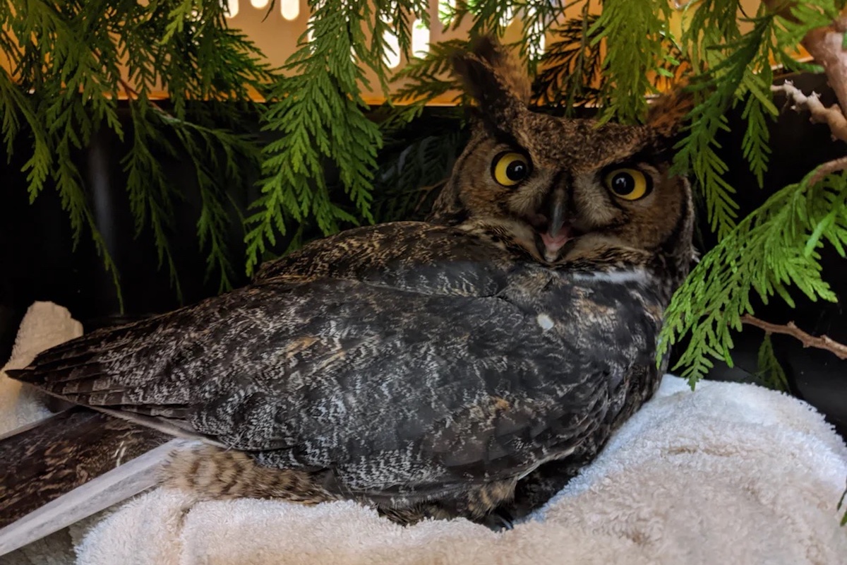 B.C. drivers urged to be vigilant of owls in darker skies of fall commute