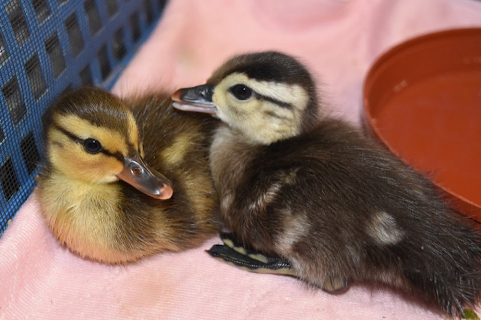 ducklingswildarcfacebook