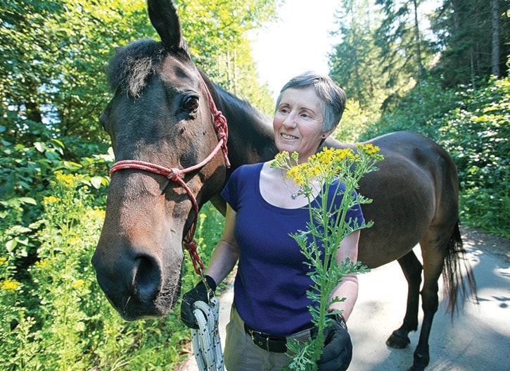 13967goldstreamGNG-TansyRagwort-CH2PJuly1713