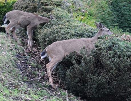 Oak Bay Urban Deer 1