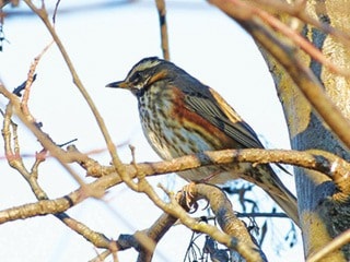 259goldstreamWEB-VN-BirdcountredwingPDec1714