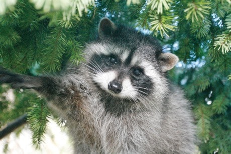 3628goldstreamGNG-Raccoon-CHPDec0512